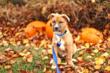 Expert Advice for Keeping Dogs Safe from Halloween Tricks